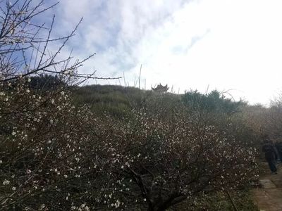 紅星 一個(gè)勵(lì)志的青梅傳奇